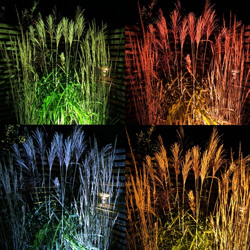 Olika ljus mot gräs